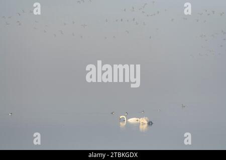 Zwei stumme Schwäne (Cygnus olor), die im Nebel am Loch of Skene fressen, begleitet von einer kleinen Gruppe Goldenauge mit rosafarbenen Gänsen über dem Kopf Stockfoto