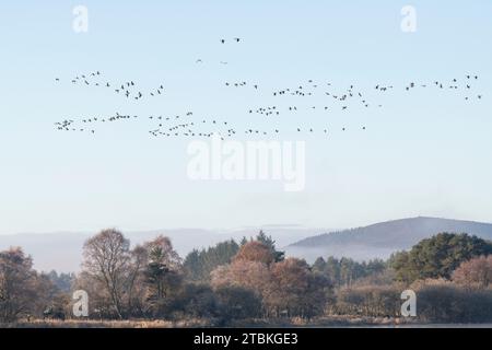 Eine Herde rosafarbener Gänse (Anser Brachyrhychus), die an einem frostigen Morgen im Herbst über den Wald fliegen, als sie das Loch of Skene verlässt Stockfoto