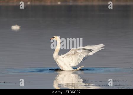 Ein Mute Swan (Cygnus olor) auf dem Loch of Skene in Aberdeenshire, der nach der Reinigung seiner Federn mit seinen ausgestreckten Flügeln aufsteigt und mit seinen ausgestreckten Flügeln flattert Stockfoto