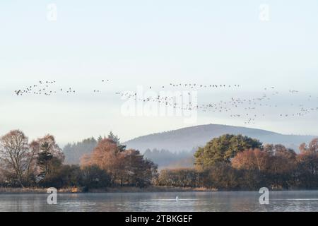 Eine Schar rosafußgänse (Anser Brachyrhynchus), die früh an einem Herbstmorgen über Bäume am Ufer des Loch of Skene fliegen Stockfoto