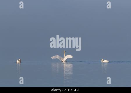 Drei stumme Schwäne (Cygnus olor) in Sunshine on a nesty Morning on the Loch of Skene in Aberdeenshire (zwei Schwäne füttern und ein Schwan flattert seine Flügel) Stockfoto