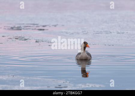 Eine einzelne Gänse (Anser Anser) schwimmt in einer Lücke im Eis auf einem gefrorenen Loch of Skene an einem kalten Morgen im Winter Stockfoto