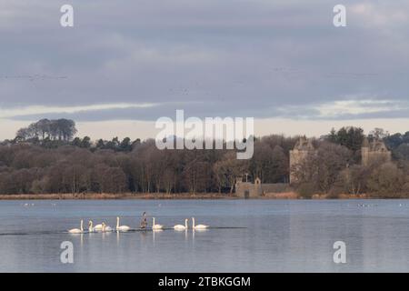 Stumme Schwäne (Cygnus olor) schwimmen in einem Pool mit Wasser und ein Jungtier auf dem Eis auf einem gefrorenen Loch of Skene vor den Dunecht Estate Gatehouse Towers Stockfoto