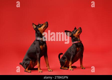 Zwei freundliche Miniatur-Pinschers mit abgeschnittenen und unbeschnittenen Ohren und Schwanz sitzen auf einem hellroten Hintergrund und blicken aufmerksam nach vorne Stockfoto