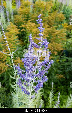 Perovskia 'Blue Spire' eine im Spätsommer blühende Pflanze mit einer blau-violetten Sommerblüte im Juli und August und allgemein bekannt als Russian Sage, Stock Stockfoto