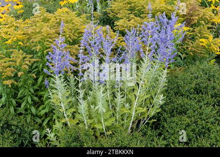 Perovskia 'Blue Spire' eine im Spätsommer blühende Pflanze mit einer blau-violetten Sommerblüte im Juli und August und allgemein bekannt als Russian Sage, Stock Stockfoto