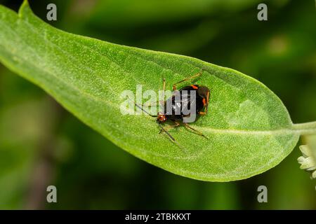 Rote Fleckenpflanze, Deraeocoris ruber, thront anmutig auf einem Gartenblatt und zeigt die Feinheiten des Insektenlebens in einer Gartenumgebung, stoc Stockfoto