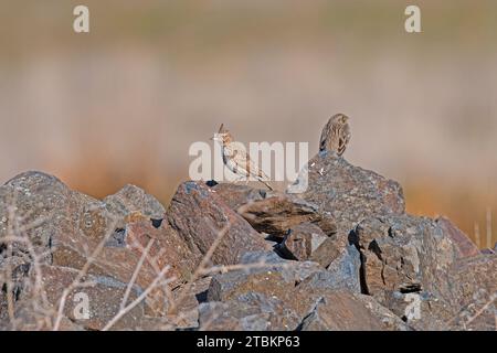 Kamm-Lark (Galerida cristata) auf einem Felsen. Unscharfer Hintergrund. Stockfoto