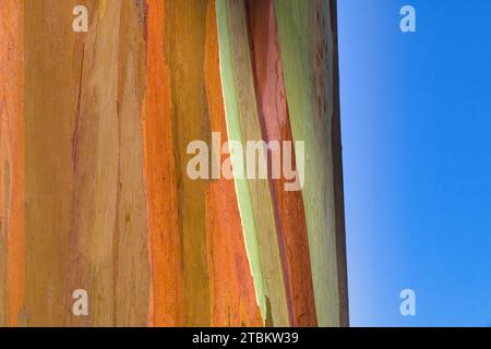 Close=up-Abschnitt eines Abschnitts eines Regenbogeneukalyptusbaums auf Maui. Stockfoto