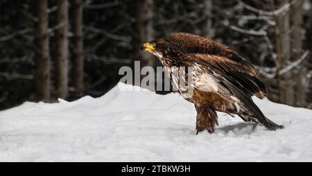 Eine Nahaufnahme des Profils eines jungen Weißkopfseeadlers (Haliaeetus leucocephalus), der im Schnee sitzt, im Begriff ist, wegzufliegen, dunkler Wald im Hintergrund Stockfoto