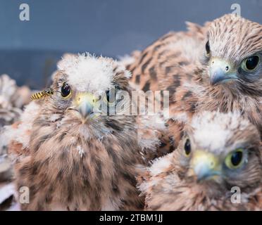 Drei Jungfalken (Falco tinnunculus) fallen aus dem Nest, 3 Nistlinge mit Flaumfedern, Küken, Nahaufnahme, Gemeine Wespe (Vespula Stockfoto