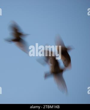 Vier Sternchen oder gewöhnliche Sternchen (Sturnus vulgaris) fliegen vor dem blauen Himmel zum Schlafplatz, Abendlicht, Bewegungsunschärfe, Wischeffekt, abstrakt Stockfoto