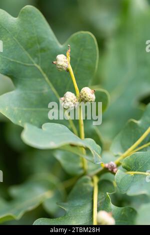 Englische Eiche (Quercus robur), unreife Eicheln auf einem Ast, Velbert, Nordrhein-Westfalen, Deutschland Stockfoto