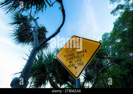Koala Warnschild, Warnung, Achtung, Tiere, Achtung, Schild, Verkehr, Verkehrsschild in Australien Stockfoto