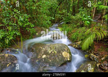 Flusslauf, Wasser, Fluss, Fluss, Bewegung, fließend, Dschungel, Regenwald, tropischer Wald, tropisches Klima im Daintree Nationalpark Stockfoto