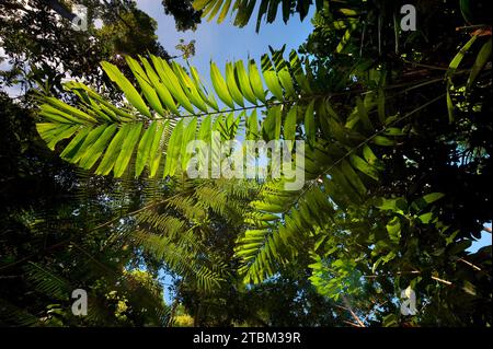 Farnblatt, Flora, Pflanze, grün, hintergrundbeleuchtet im tropischen Regenwald, Queensland, Australien Stockfoto