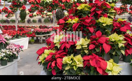 Wunderschöne rote und gelbe Weihnachtsstern (Euphorbia pulcherrima) im Gewächshaus, die pünktlich zur Weihnachtsfeierzeit blühen Stockfoto