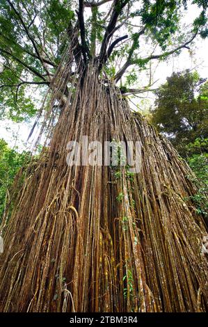 Vorhang-Strangler-Feige (Ficus virens), tropischer Baum, Baum, Regenwald, Dschungel, Atherton tablelands, Queensland, Australien Stockfoto