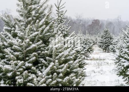 Schneebedeckte Weihnachtsbäume auf der Tree Farm in Berks County, Pennsylvania Stockfoto