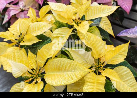 Wunderschöne gelbe Weihnachtsstern (Euphorbia pulcherrima) im Gewächshaus, die rechtzeitig zur Weihnachtsfeierzeit blühen Stockfoto