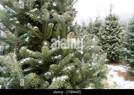 Schneebedeckte Weihnachtsbäume auf der Tree Farm in Berks County, Pennsylvania Stockfoto