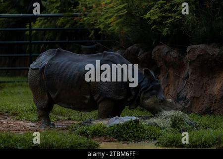 Seltene, fast ausgestorbene indische Nashörner im Zoo von Singapur während der nächtlichen Safari-Tour. Nahaufnahme des Hochformatbildes Stockfoto