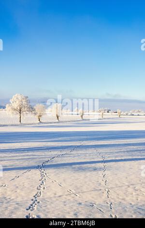 Tierspuren im Schnee auf einem Feld an einem kalten, schönen, sonnigen Wintertag auf dem Land Stockfoto