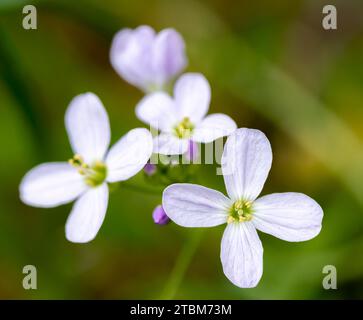 Lila-weiße Blüten der fünfblättrigen Bitterkresse (Cardamin pentaphyllos), Bayern, Deutschland Stockfoto