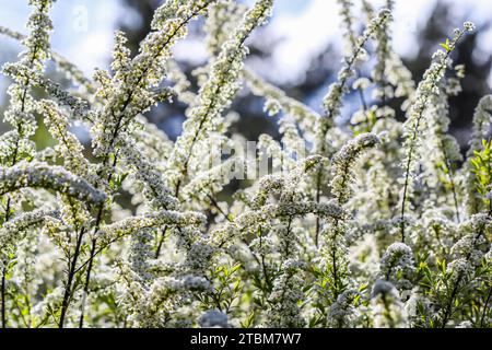 Thunberg Spirea (Spiraea thunbergii) Busch in Blüte. Hintergrund der weißen Blumen Stockfoto