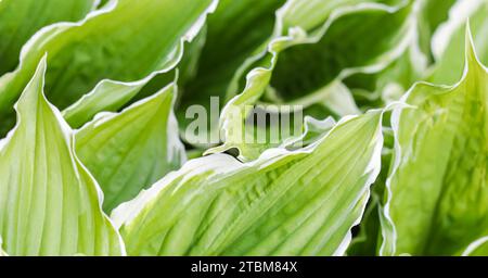 Natürlicher Hintergrund. Hosta (Funkia) im Garten. Grüne Blätter mit weißem Rand Stockfoto