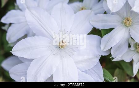 Botanisches Konzept, Einladungskarte, Soft Focus, abstrakter floraler Hintergrund, weiße Clematis Asagasumi Blume. Makroblumen-Hintergrund für die Weihnachtsmarke Stockfoto