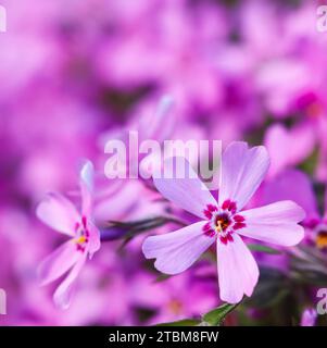 Rosa Blüten von schleichenden Phlox im Frühling. Floraler Hintergrund Stockfoto