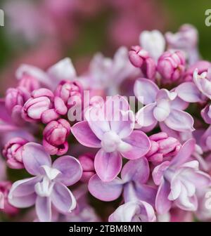 Blühender Zweig lila Frottee Lilac Blume. Makro Blumen Hintergrund, floralen Hintergrund Stockfoto