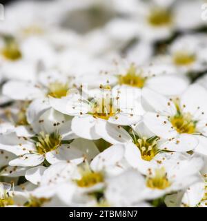 Thunberg Spirea (Spiraea thunbergii) Busch in Blüte. Hintergrund der weißen Blumen Stockfoto