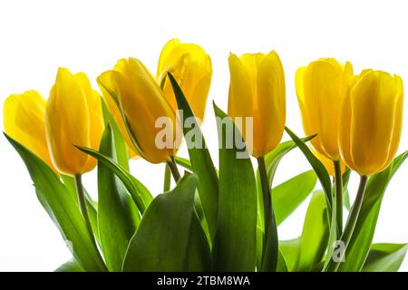 Strauß aus gelben Tulpen, beleuchtet durch Sonnenlicht auf weißem Hintergrund. Perfekt für Grußkarten Stockfoto