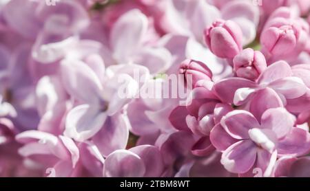 Blühende Zweig der lila Frottee Lilac im Frühlingsgarten Stockfoto