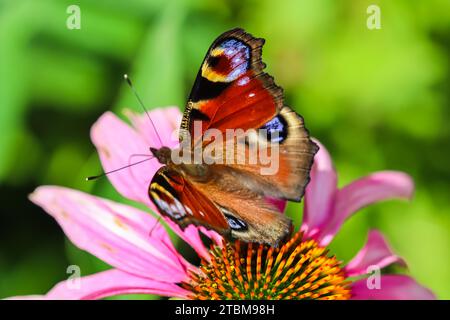 Schöner farbiger europäischer Pfauenfalter (Inachis io), Aglais io, auf lila Blume Echinacea in einem sonnigen Sommergarten Stockfoto