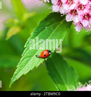 Marienkäfer auf einem grünen Blatt eines blühenden Rosenbusches japanischer Spirea. Natürlicher Hintergrund Stockfoto