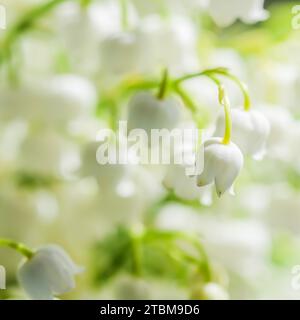 Blühende Maiglöckchen blühen. Natürlicher floraler Hintergrund. Weichfokus Stockfoto