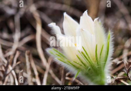 Eröffnung der schönen weißen seidigen Blüten (pulsatilla alpina) im Frühling Garten Stockfoto