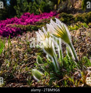 Eröffnung der schönen weißen seidigen Blüten (pulsatilla alpina) im Frühling Garten Stockfoto