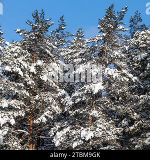 Kiefernwald bedeckt mit frischem Schnee während der Winterweihnachtszeit an einem sonnigen frostigen Tag Stockfoto