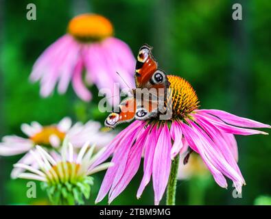 Schöner farbiger europäischer Pfauenfalter (Inachis io), Aglais io, auf lila Blume Echinacea in einem sonnigen Sommergarten Stockfoto