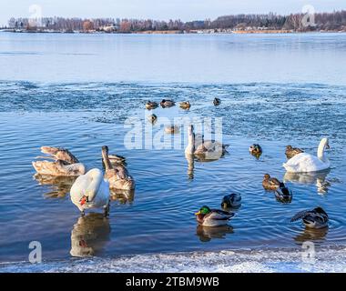 Drakes, Stockenten und Schwäne schwimmen im Winter in einem gefrorenen See. Hochwertige 4K-Aufnahmen Stockfoto