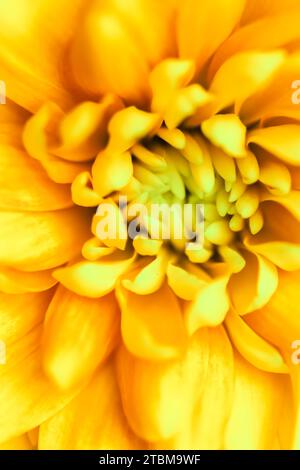 Retro-Kunst, Vintage-Karte und botanisches Konzept, abstrakter floraler Hintergrund, gelbe Chrysanthemenblume. Makroblumen-Hintergrund für die Weihnachtsmarke Stockfoto