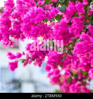 Üppige Blüte von rosa Bougainvillea. Tropische Blumen Hintergrund. Weichfokus Stockfoto