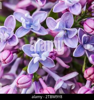 Abstrakter floraler Hintergrund, blühender Ast, lila Frottee Lilac Blütenblätter. Makro Blumen Hintergrund für Urlaub Marke Design. Weichfokus Stockfoto