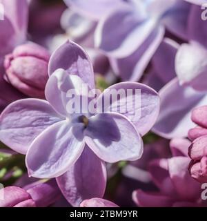 Abstrakter floraler Hintergrund, blühender Ast, lila Frottee Lilac Blütenblätter. Makro Blumen Hintergrund für Urlaub Marke Design. Weichfokus Stockfoto