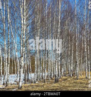 Frühling in einem Birkenhain. Ungeschmolzener Schnee. Hohe Stämme am blauen Himmel an einem sonnigen Tag Stockfoto