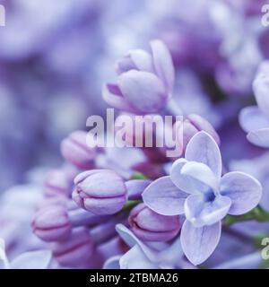 Abstrakter floraler Hintergrund, blühender Ast, lila Frottee Lilac Blütenblätter. Makro Blumen Hintergrund für Urlaub Marke Design. Weichfokus Stockfoto